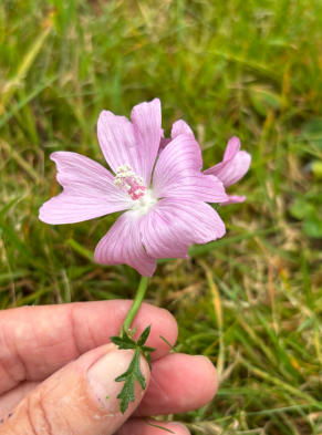 Naturalchemie / Naturwesen - Du bist Natur