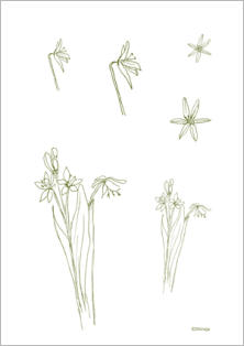 Worksheet Pflanzenwesen