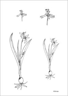 Worksheet Pflanzenwesen