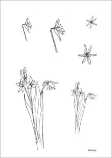 Worksheet Pflanzenwesen
