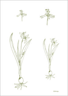 Worksheet Pflanzenwesen